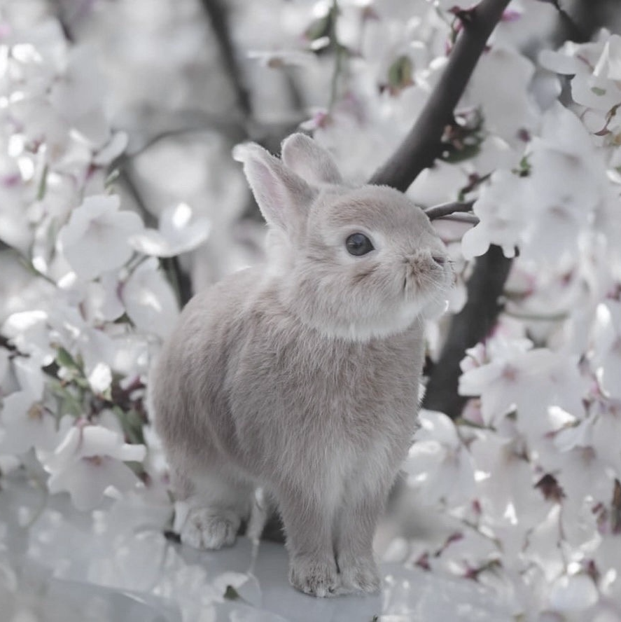 CherryBlossomBunny Pfp
