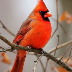 Cardinals