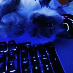 Cat On Keyboard