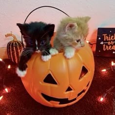 Cat Halloween Pfp