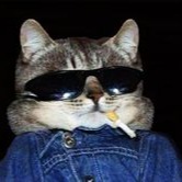 Cat With Sunglasses