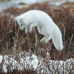 Arctic Fox