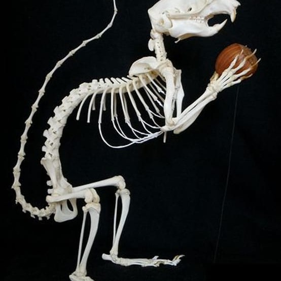 Skeleton