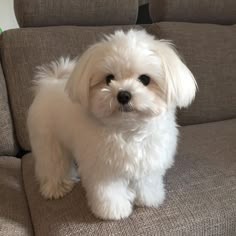 White Dog