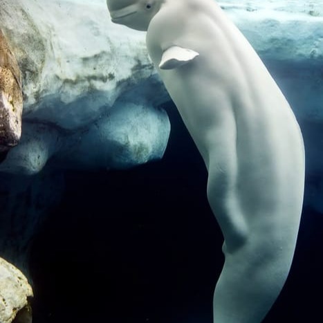 Beluga Display Picture