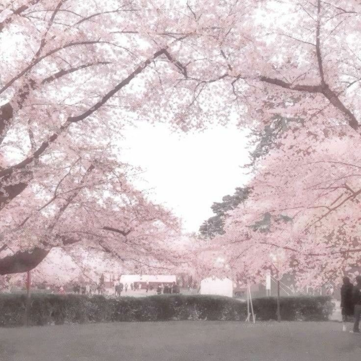 PinkParadise Pfp