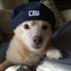 Dog With Hat