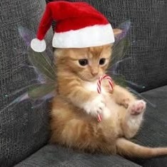 Christmas Cat