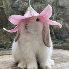 Cute Animal Profile Picture