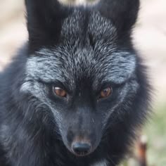 Black Fox