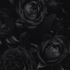 Black Rose Profile Image