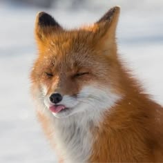 Fox