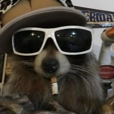 Raccoon Profile Avatar Pfp