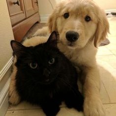 Dog And Cat