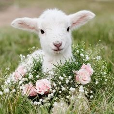 Adorable Avatar