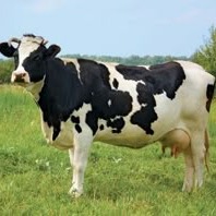 Cow Avatar