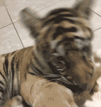 tiger Pfp