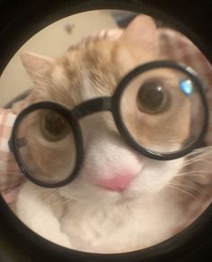 Cat 2