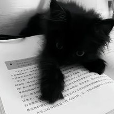 black cat