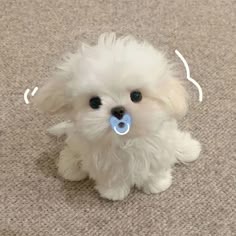 Cute Dog