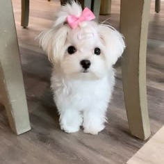 Puppy Display Picture Pfp