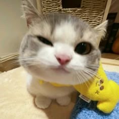 Cat Profile Avatar Pfp