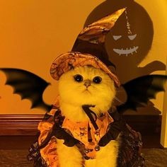 Cat Halloween