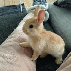 Cute Rabbit