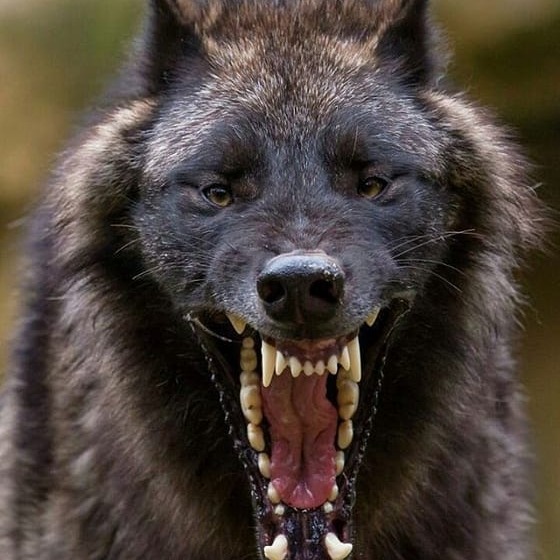 Wolf Profile Picture