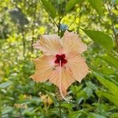 Flower Pfp