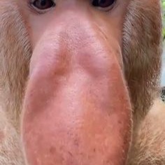 8438-monkey.png
