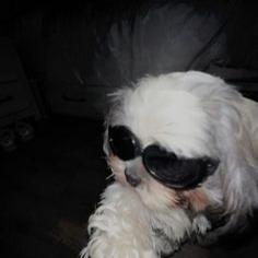 Cool Dog Profile Icon