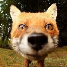 Cute Fox Profile Picture