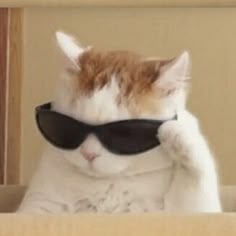 Cat With Sunglasses