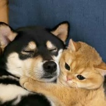 Dog And Cat