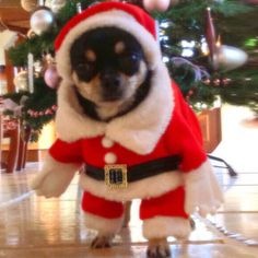 Dog Christmas