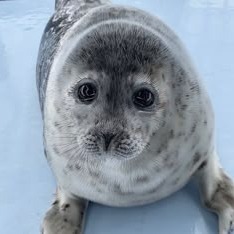 Cute Seal