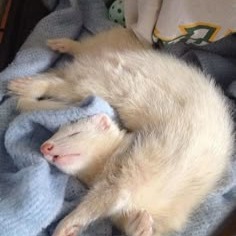 Ferret