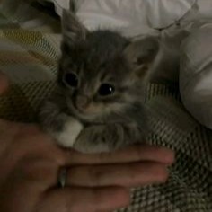 Best Cat
