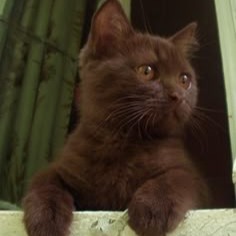 Brown Cat Pfp