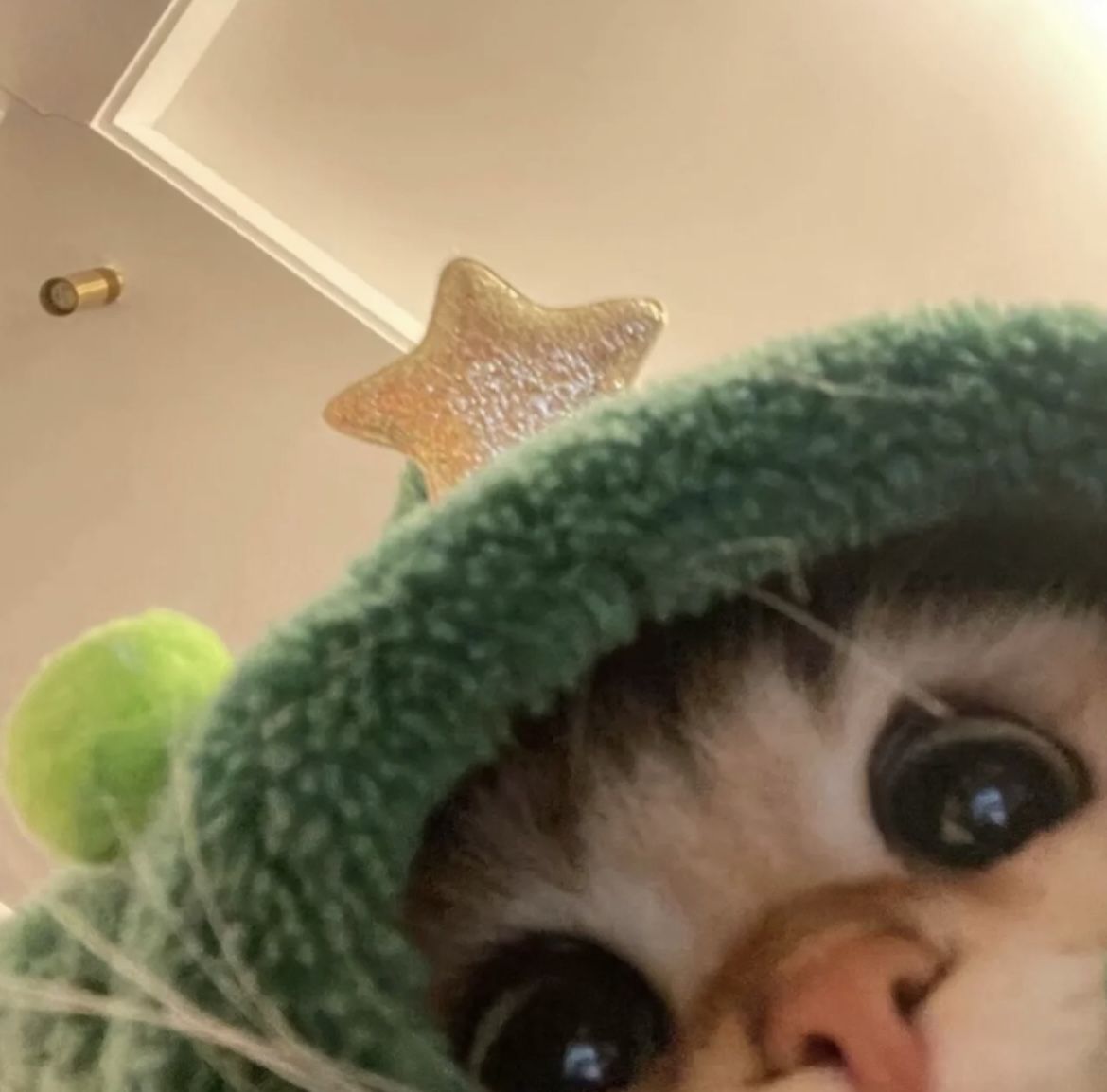 Cat 25 Pfp By Hakz Cat 25 Pfp By Hakz