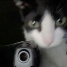 Cat With Gun