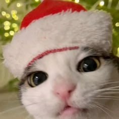 Christmas Cat