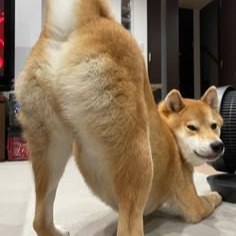 Shiba Profile Photo Pfp