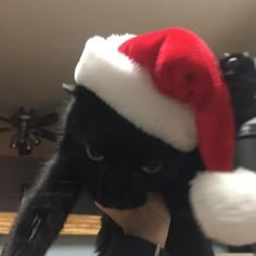 Christmas Cat