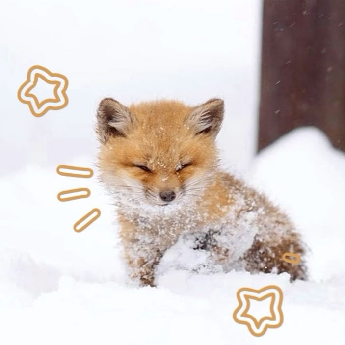 Cute Fox