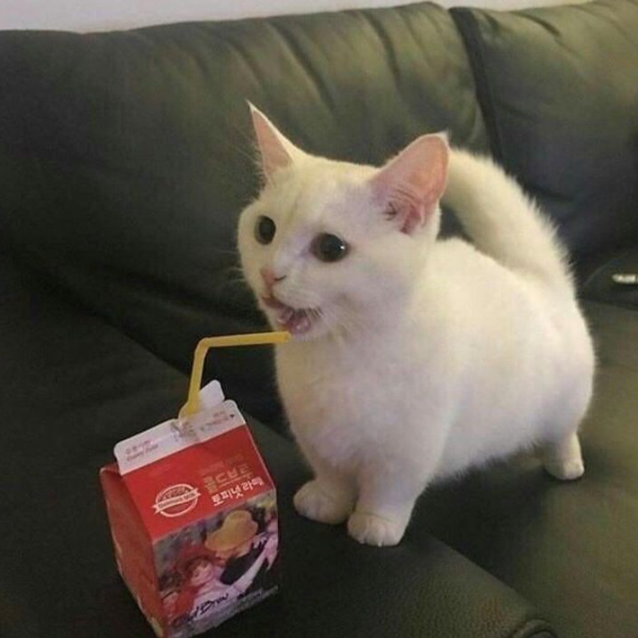 cat juice