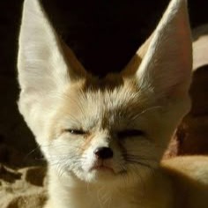 Fennec Fox