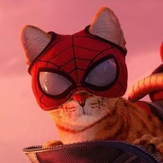 Spider-man Cat