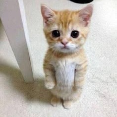 Geto Cat